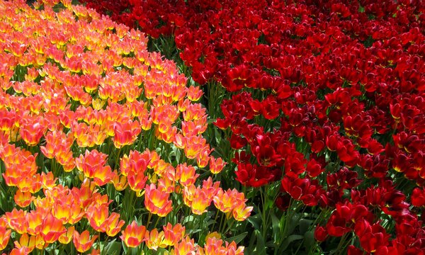 Ein farbenfrohes Blumenbeet mit gelb-roten und roten Tulpen in voller Blüte.